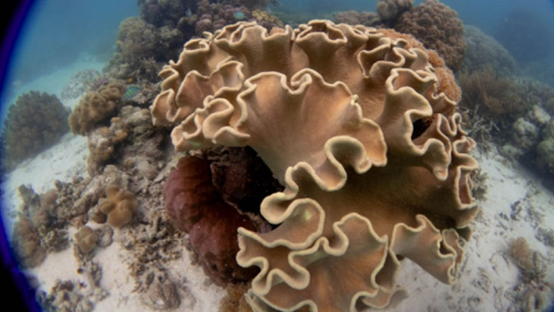 coral-stock-image